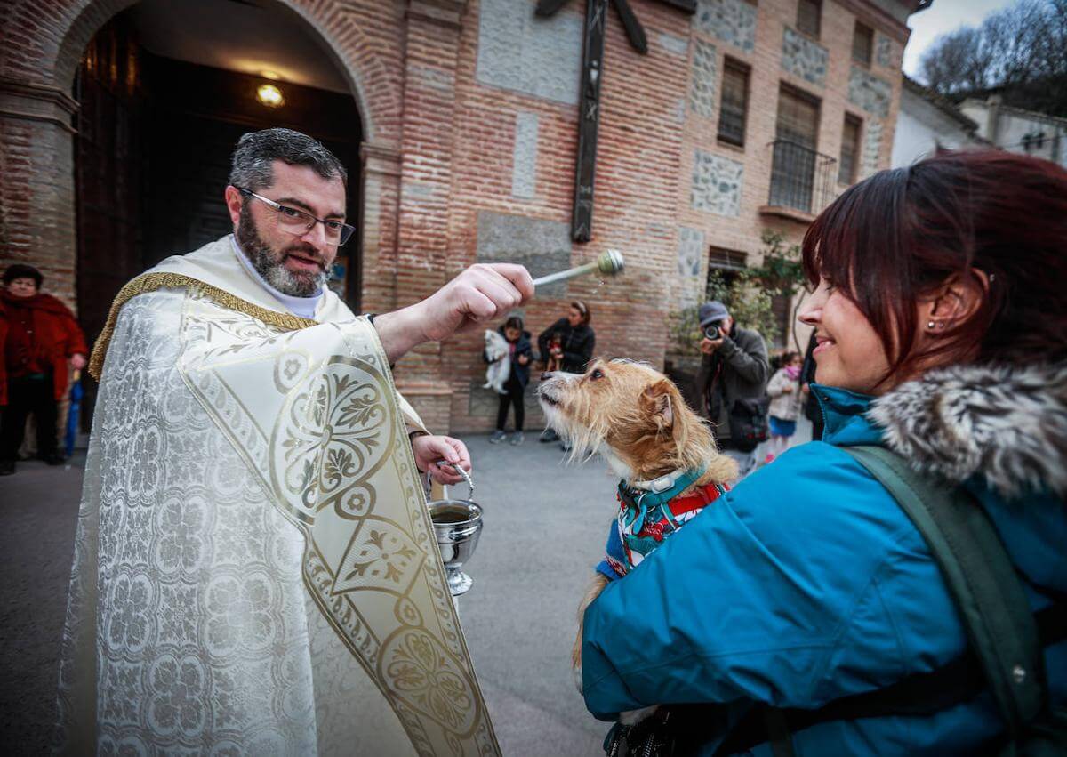 Perro siendo bendecido durante Fiesta de San Antón en Granada